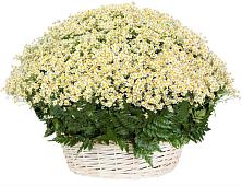 Цветочная композиция из Ромашки в корзине #REPLACE_PRED# Камских Полянах